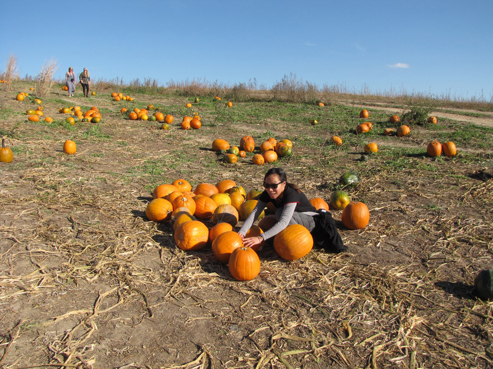 Pumpkin patch!