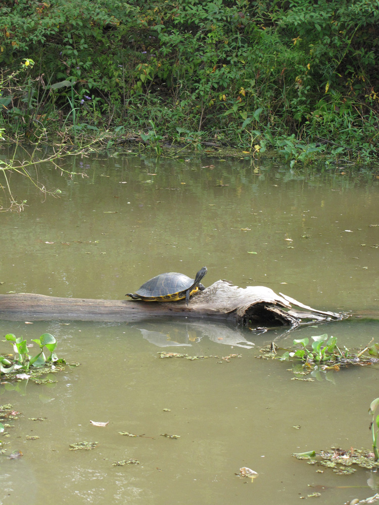 Swamp tour - turtle!