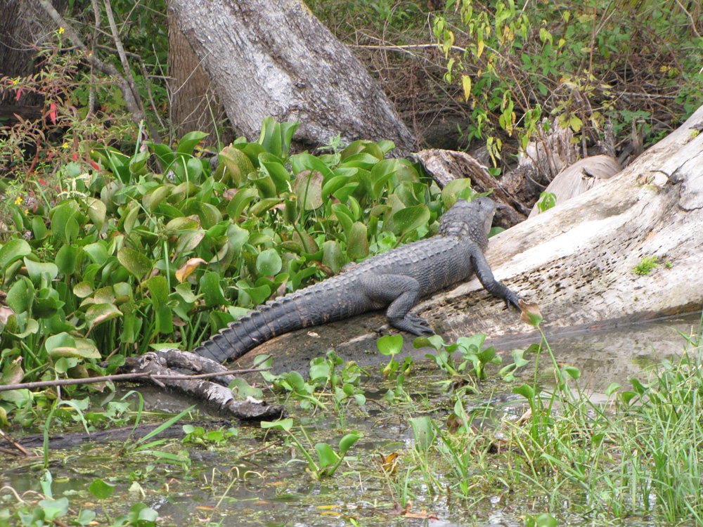 Swamp tour - aligator
