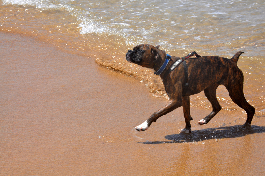 Wet puppy