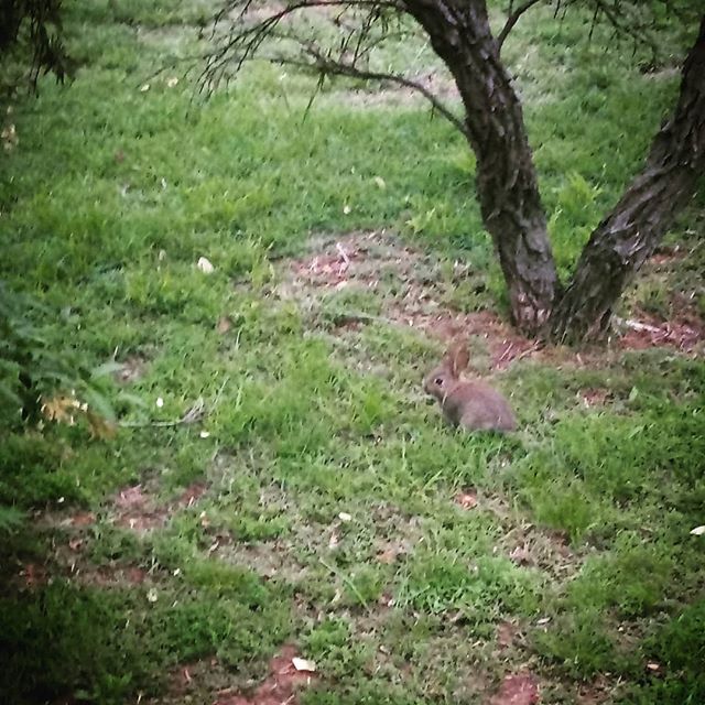 Bunny update! I forgot to share - I took this on Friday. NEWSFLASH this is not the usual bunny!!! The usual one is 3 times bigger and a lot more skittish. This is a baby bunny!!!!!  (bit hard to tell with nothing else nearby to tell the size) And he did one lil hop away from me and then just sat there while I took pics... #latergram #bunnyupdate